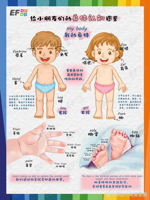 儿童分龄身体边界教育示意图