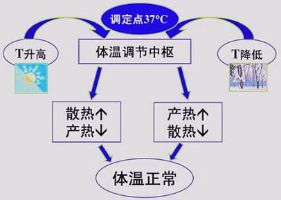 人体应对冷热温差的体温调节示意图