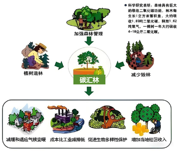林业碳汇项目全生命周期环境效益核算路径图