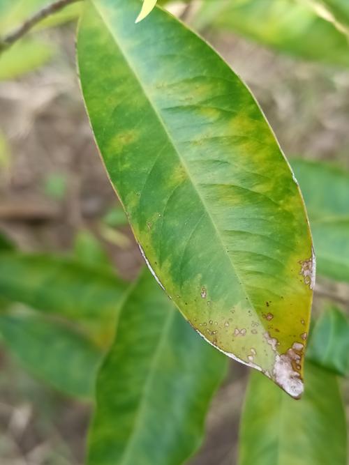 绿植施肥过量叶尖焦黄症状
