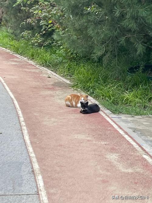 流浪猫蹲城市行道树顶端观察环境实拍