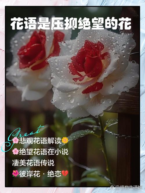 向日葵的暗黑史:一朵花如何征服世界