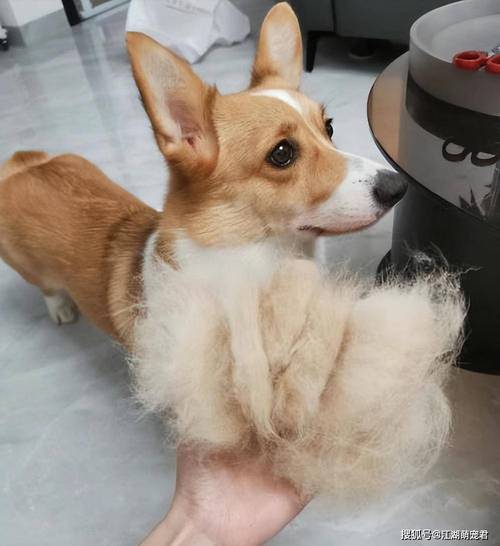 主人给柯基犬梳毛日常场景