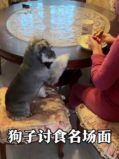 狗狗扒主人餐桌讨食日常场景