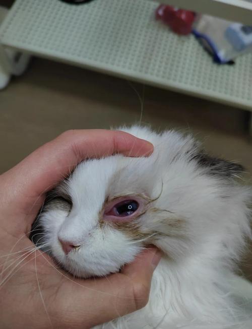 患猫疱疹病毒幼猫流泪眼部症状