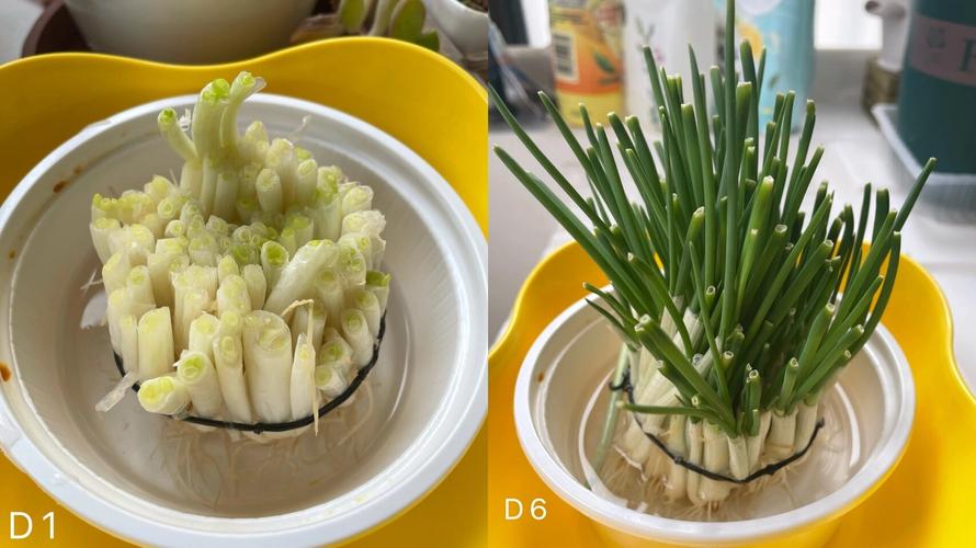 亲子阳台种植小葱生菜发芽对比图