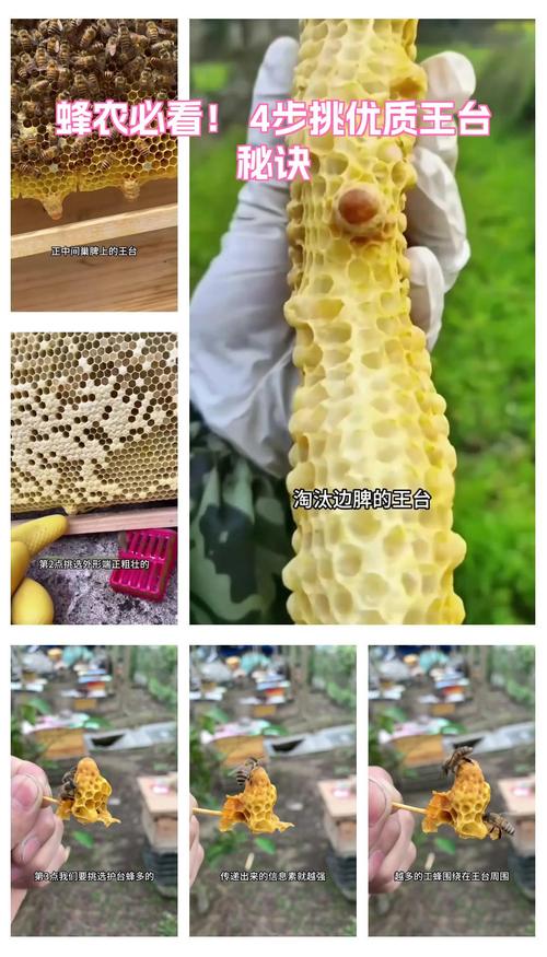 挑蜜的小技巧,都是本地蜂农说的