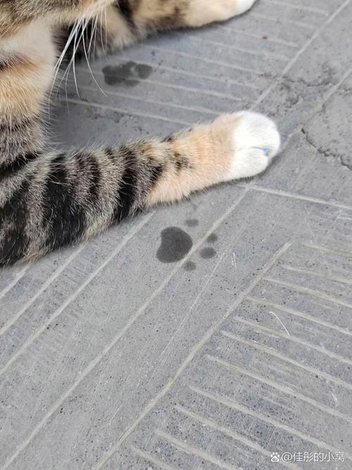 橘猫踩出梅花爪印的干净床单角