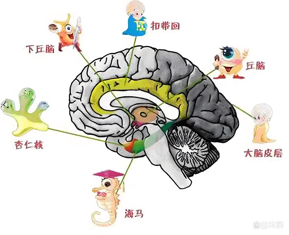 人类大脑海马体与记忆形成过程图解