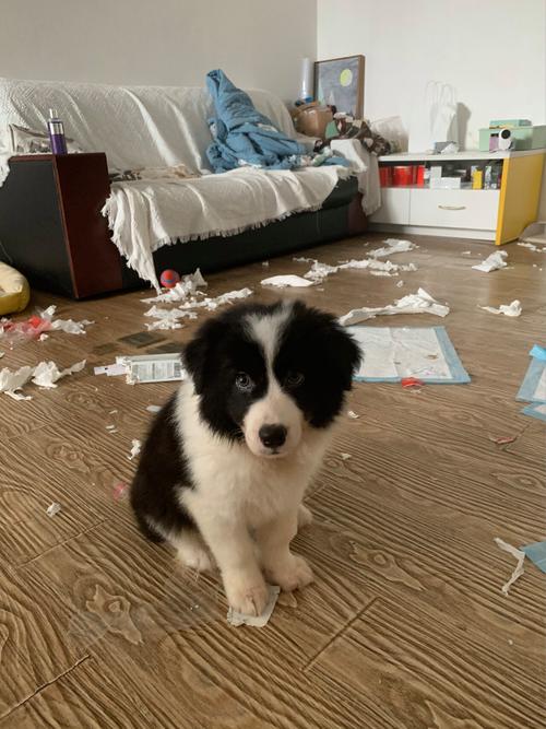 成年边牧啃客厅踢脚线实拍图
