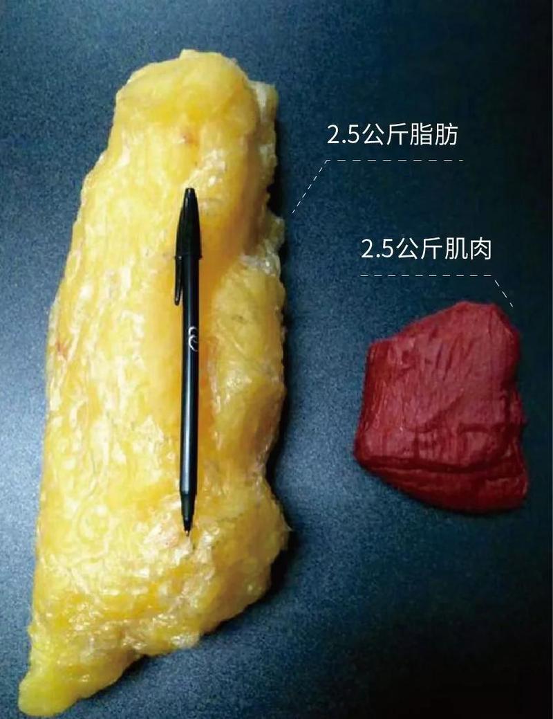 健身增肌减脂 肌肉与脂肪体积对比 实拍图