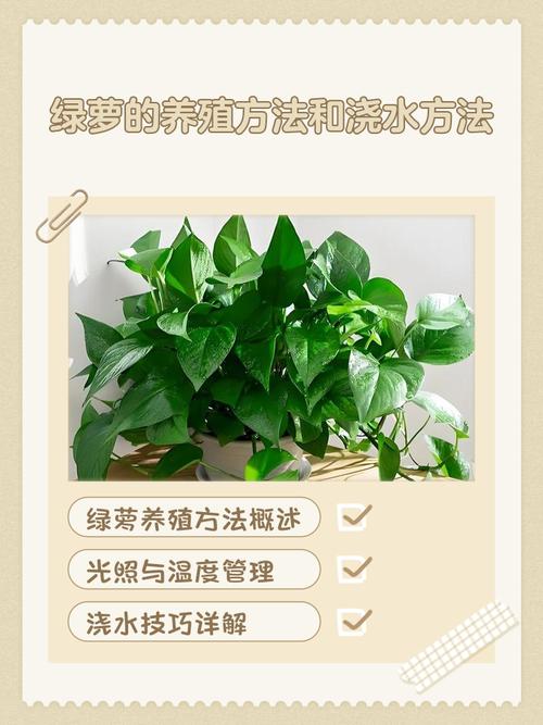 居家绿植避坑 绿萝浇水频率示意图
