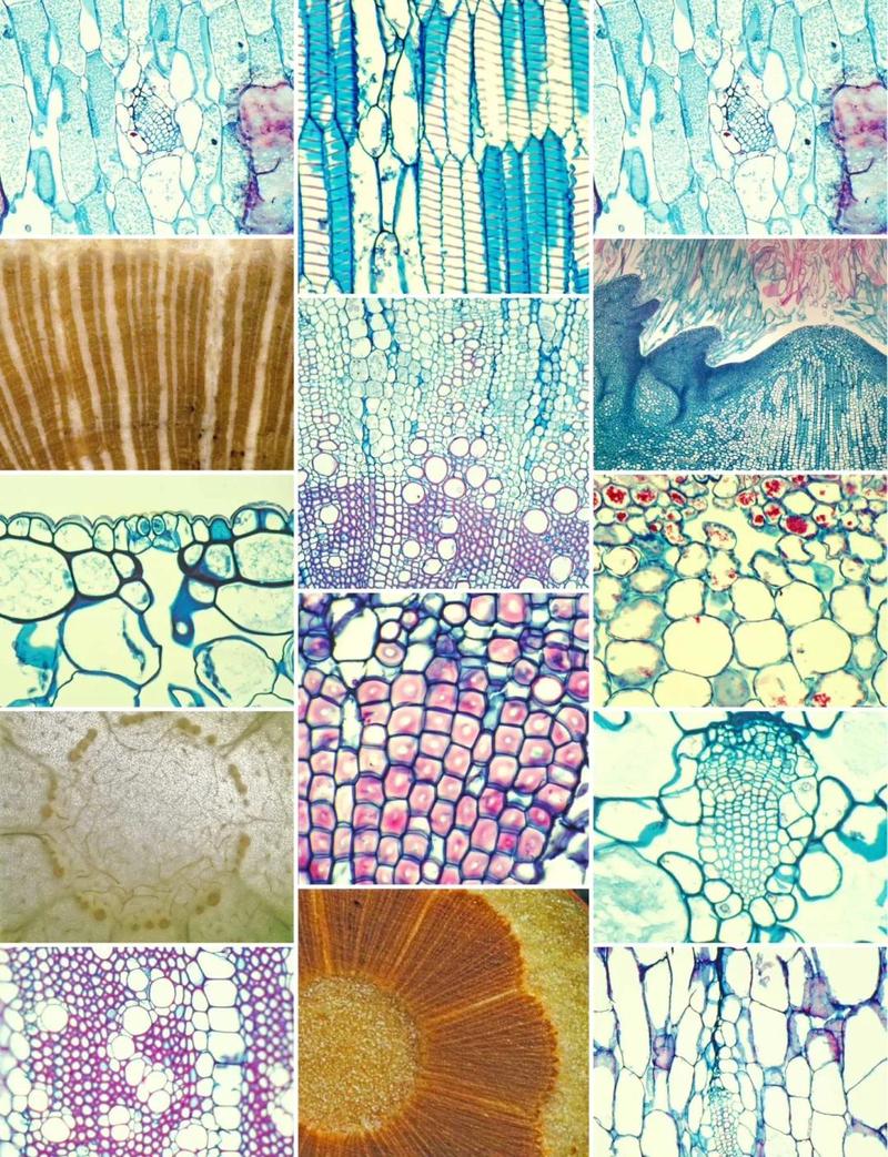 植物科学画师工作场景显微镜解剖