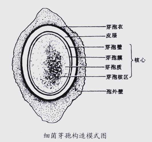细菌芽孢耐热结构示意图