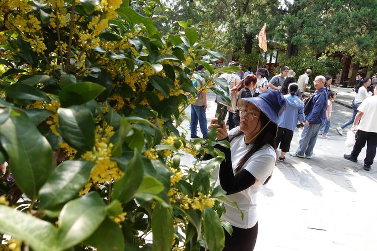 老人在桂花树下摇花,伞中接满金黄色桂花的画面
