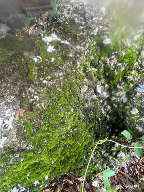 干涸老井底石板青苔