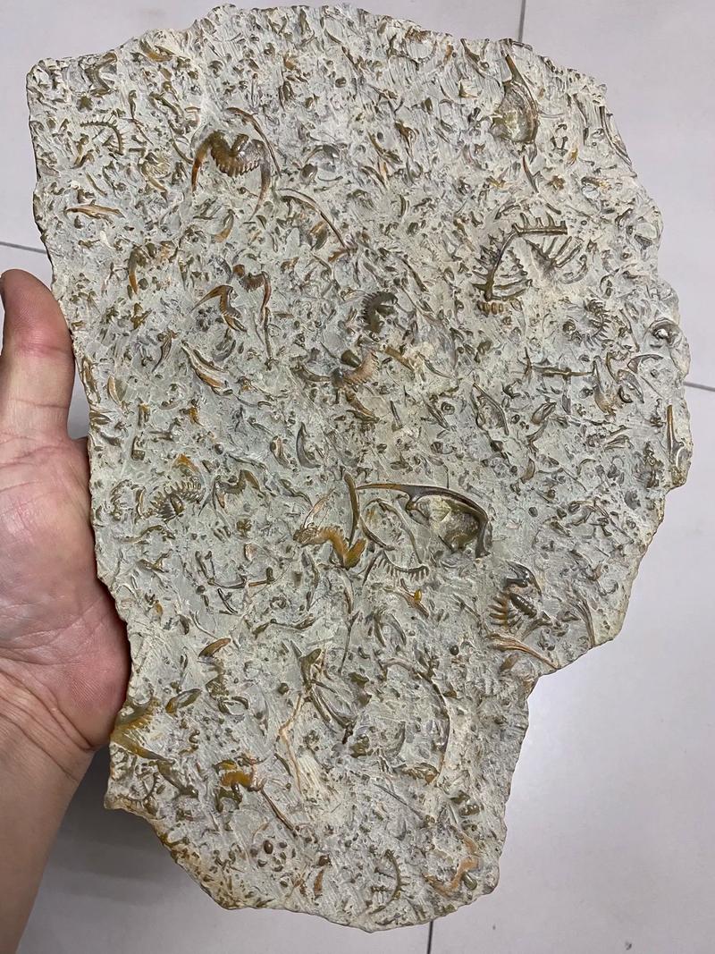 寒武纪三叶虫化石真假对比细节
