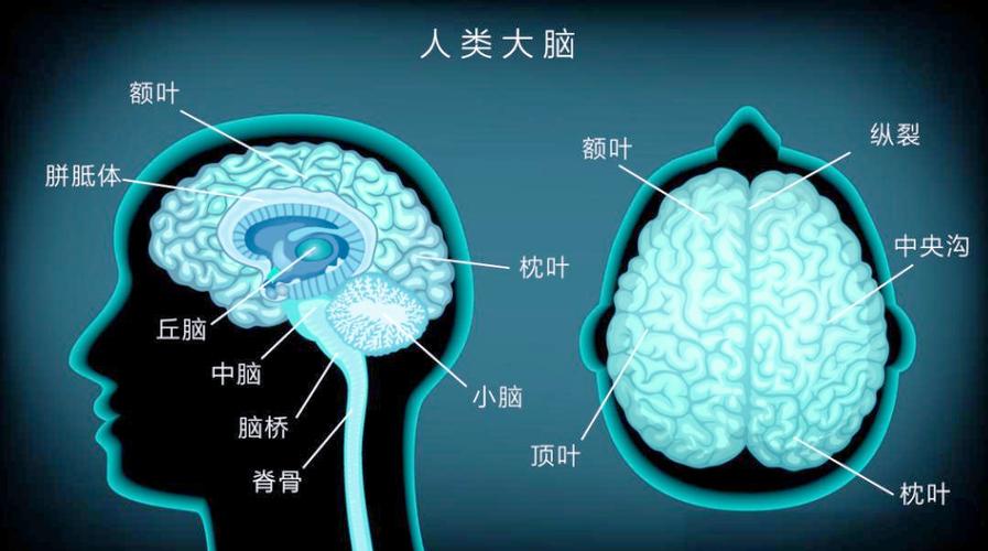 大脑默认模式网络活动脑区示意图