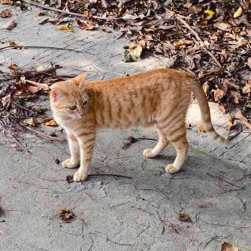 马鞍山后山野路橘猫