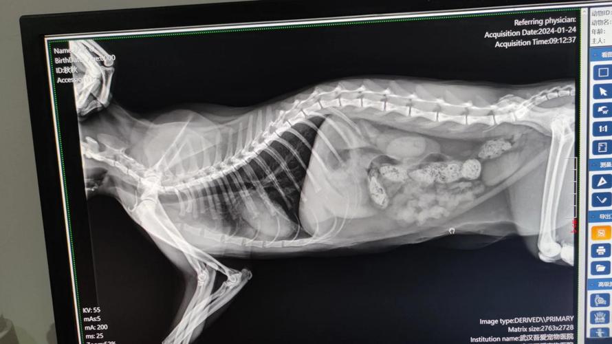 猫咪毛球症堵塞肠道X光片
