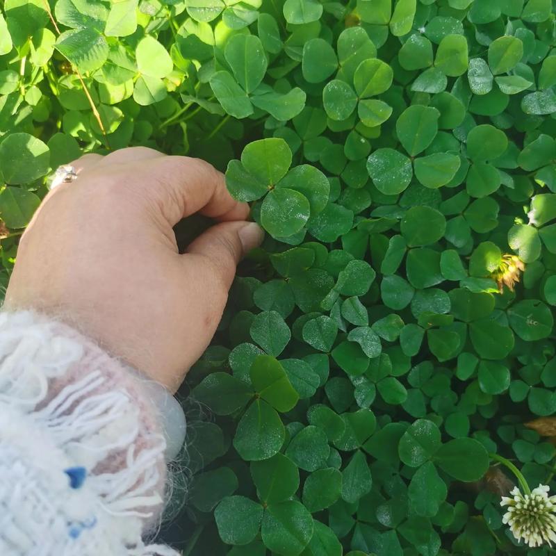 1岁宝宝蹲在草坪上用手指摸三叶草叶片的实拍