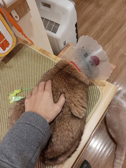 普通家庭给宠物窝调整局部温度的实操场景