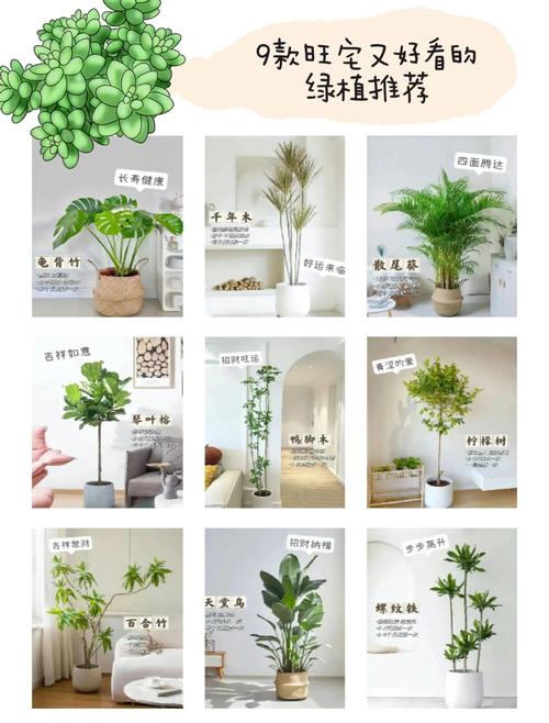 不同空间的绿植摆放小思路