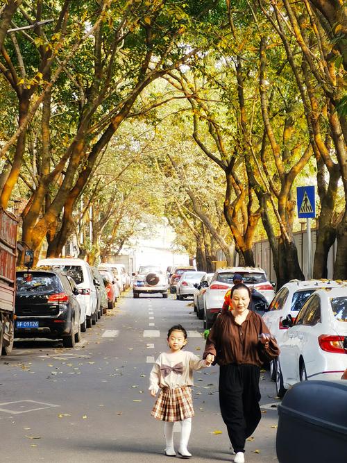 亲子接娃放学路边梧桐树场景