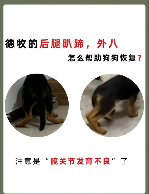 犬椎间盘突出患病犬站姿对比图