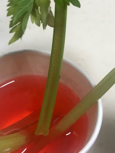 小学科学芹菜红墨水实验茎运输