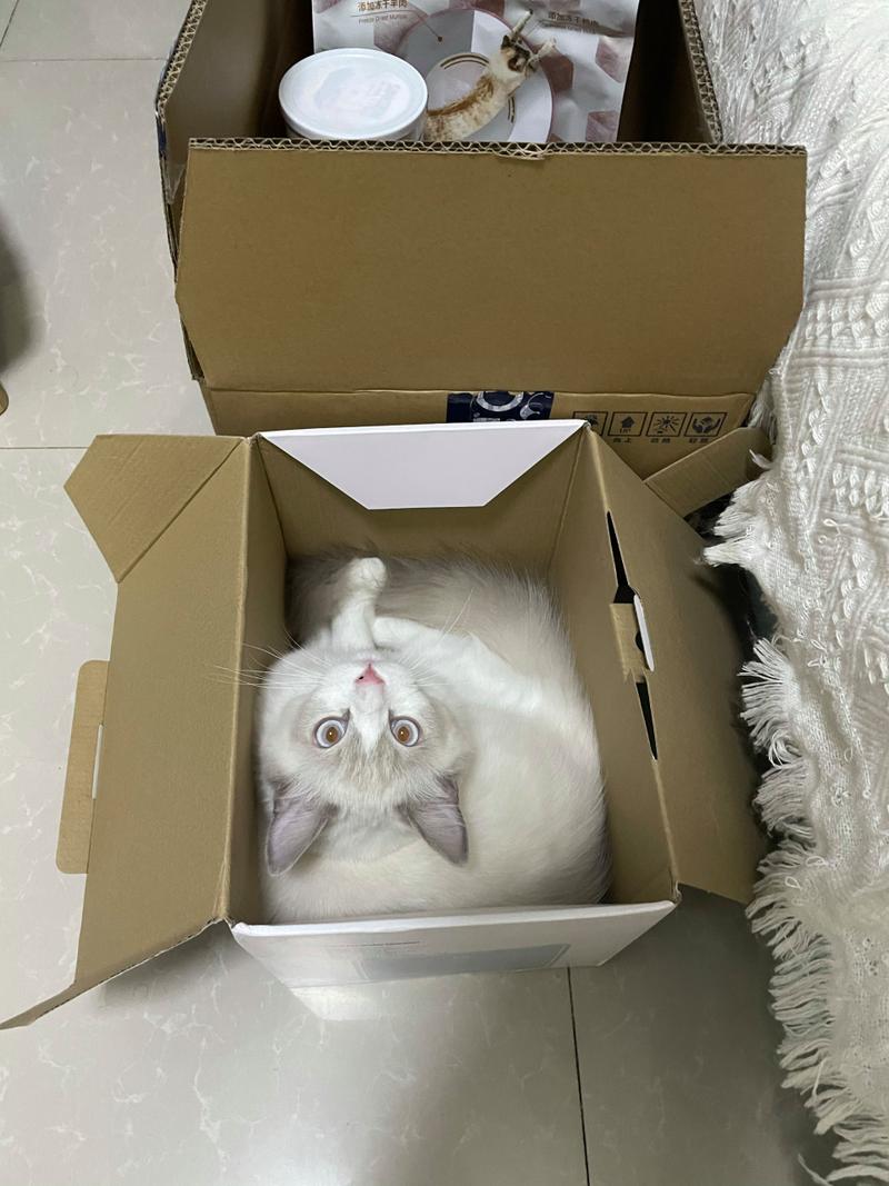家猫对着刚拆的快递纸箱边缘抬腿呲尿的近距离实拍
