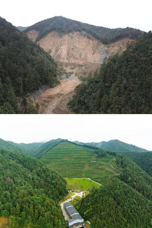 荒山坡地荆棘固土生态修复实拍图