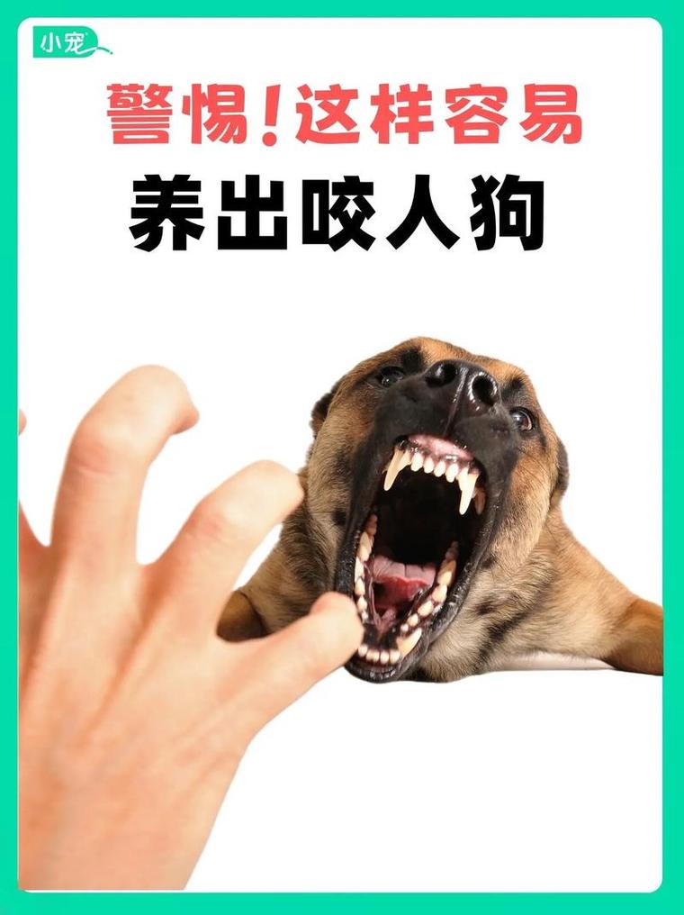 我踩过的三个坑，九成养犬人都中招