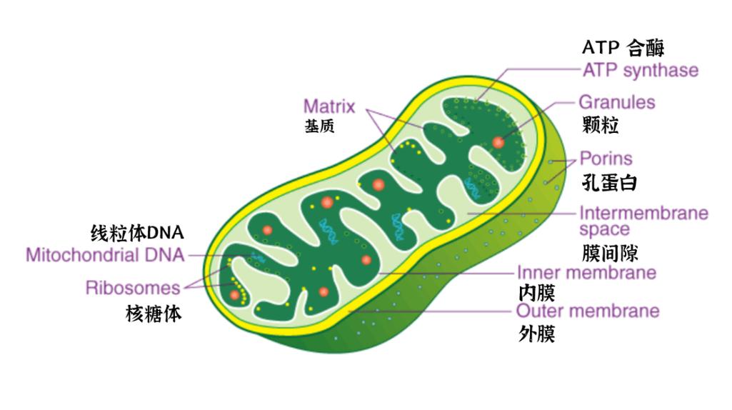 细胞呼吸作用线粒体结构示意图