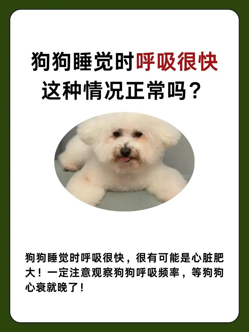 主人蹲在熟睡的狗狗旁边数呼吸频率的实拍