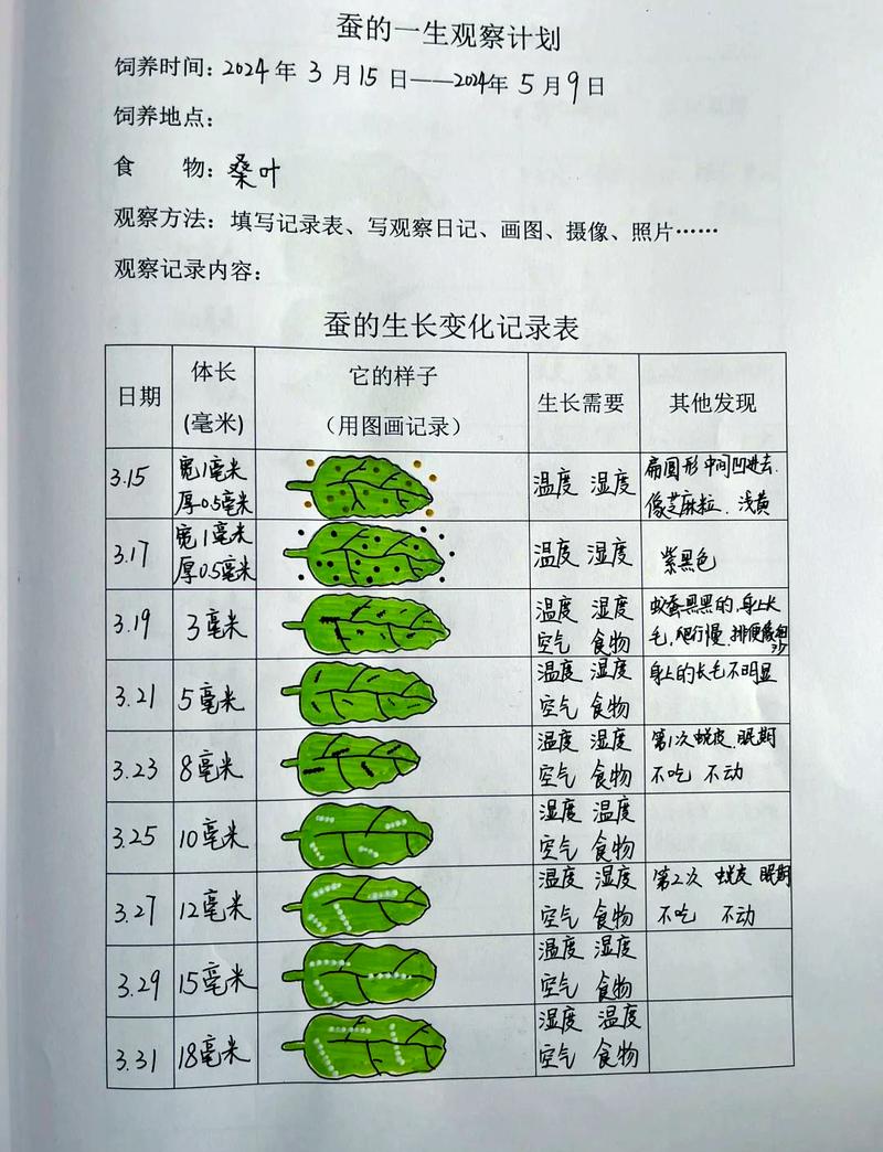 8岁儿童养蚕观察日记手绘作品