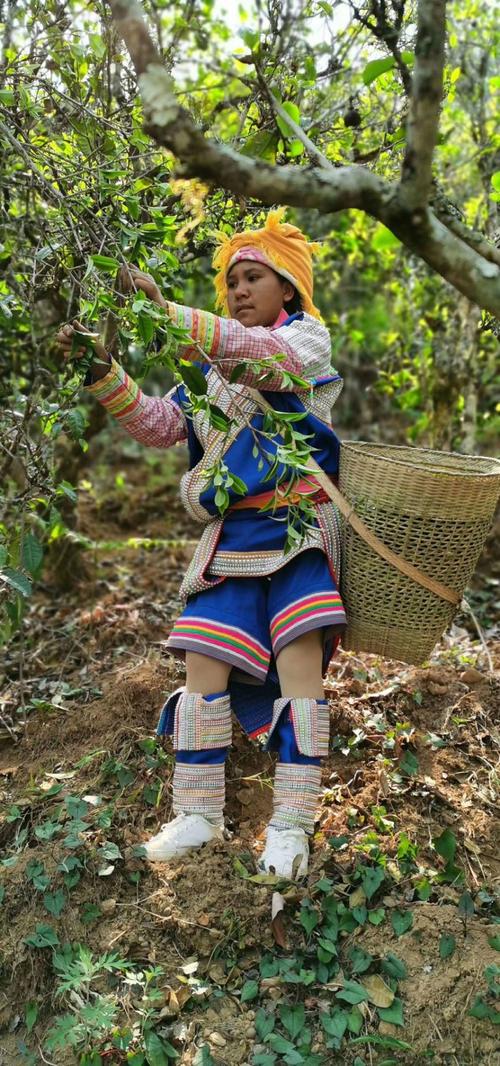云南临沧佤族妈妈背竹背篓带宝宝采茶
