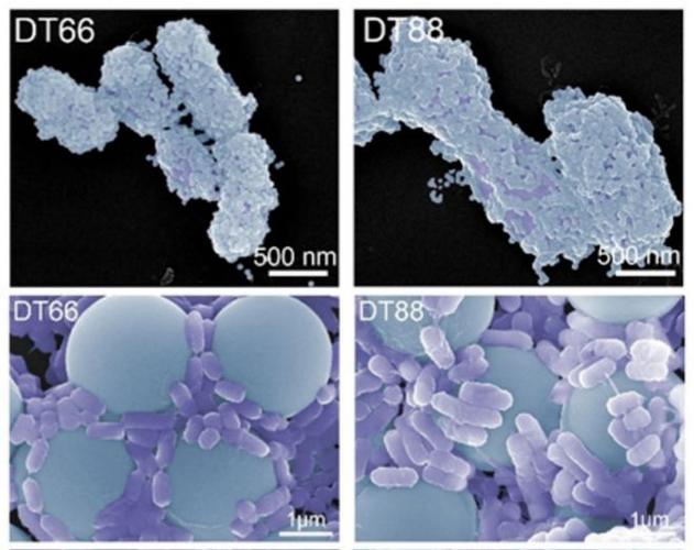 生物科技降解塑料工程菌显微镜观测图