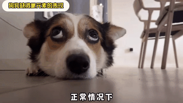 铲屎官对着满瓶微量元素片犯愁的日常场景