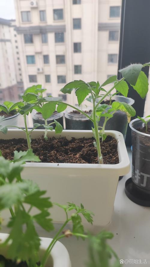 阳台花盆用洗菜余水浇灌的小番茄苗