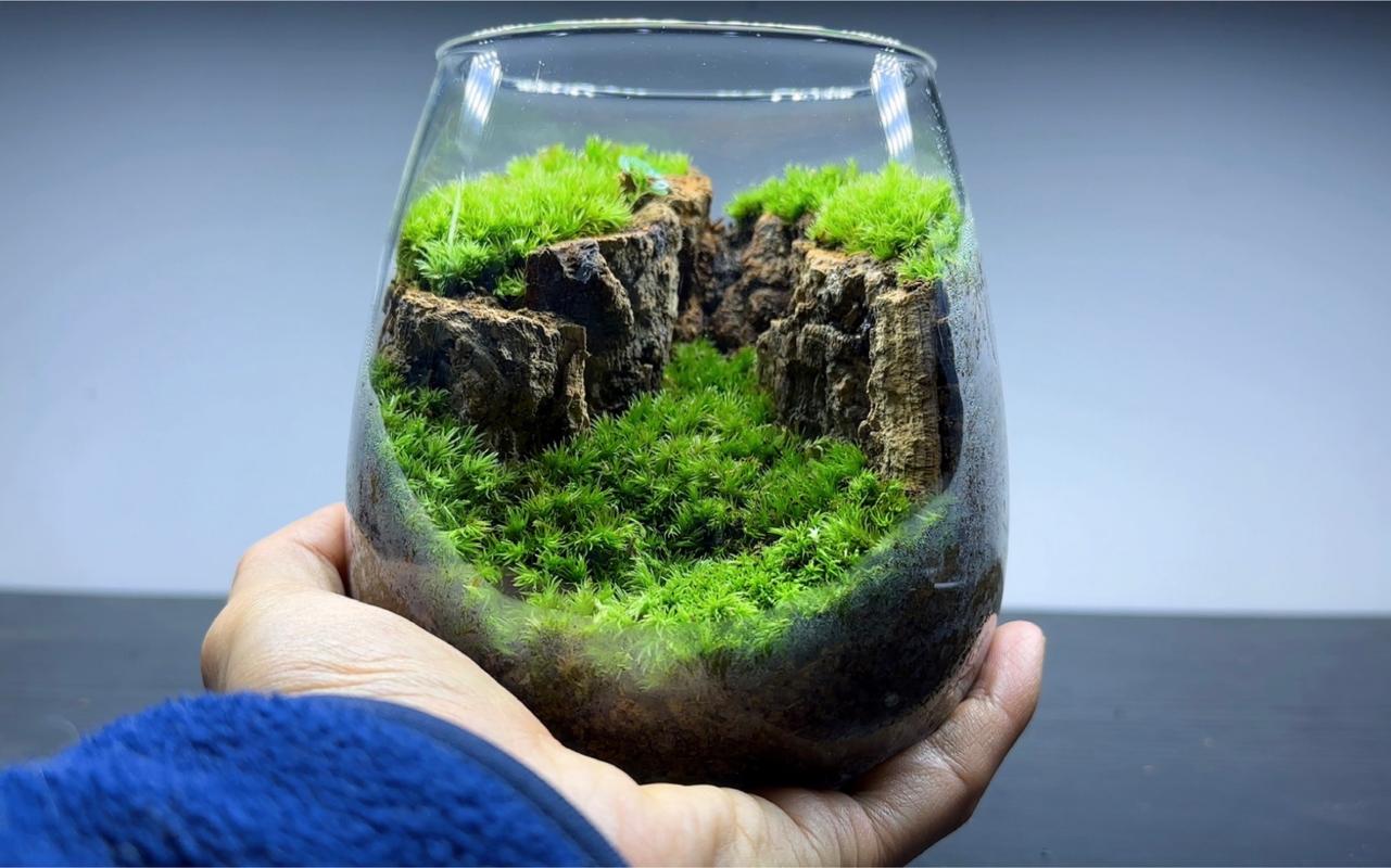 桌面小型苔藓微景观生态瓶特写