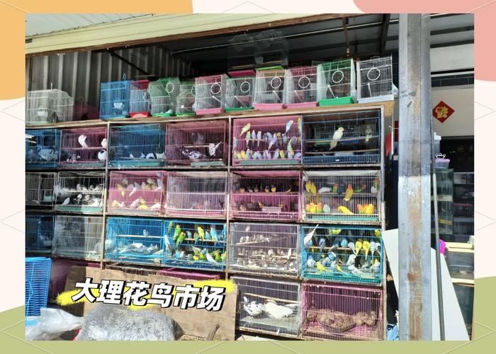 三、花鸟市场：被网红滤镜毁掉的真实
