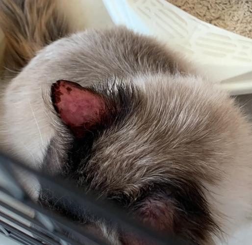家养猫感染猫藓后耳朵掉毛结痂图