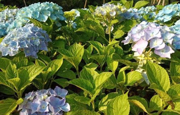 入夏前花一分钟就能自检