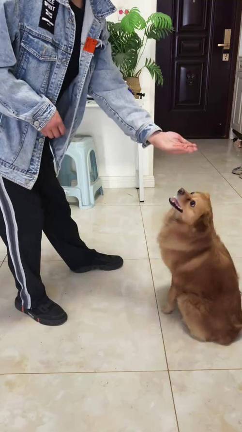 训犬师教我的四步脱敏法