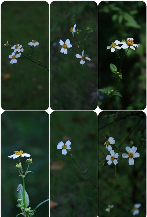 粘在小学生校服裤脚的鬼针草果实