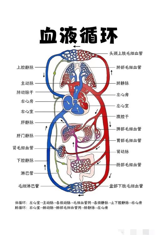 人体冬季四肢末梢血液循环示意图