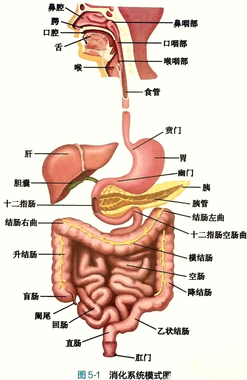 人体腹部消化道顺时针走向示意图