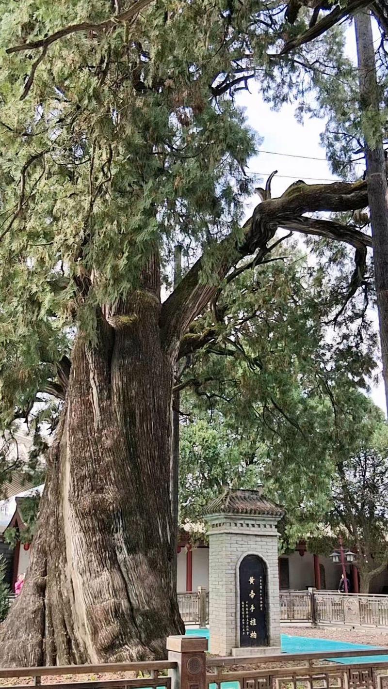 南漳薛坪镇黄帝陵古侧柏下守陵老人扫松针实景