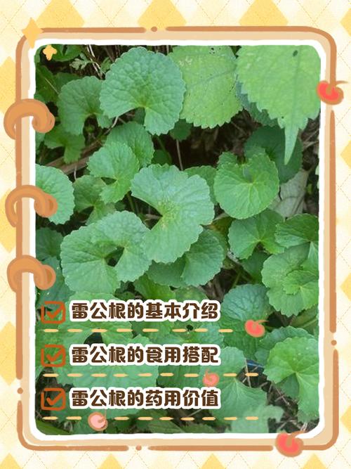 🌿 特别提醒:新手最易踩的雷